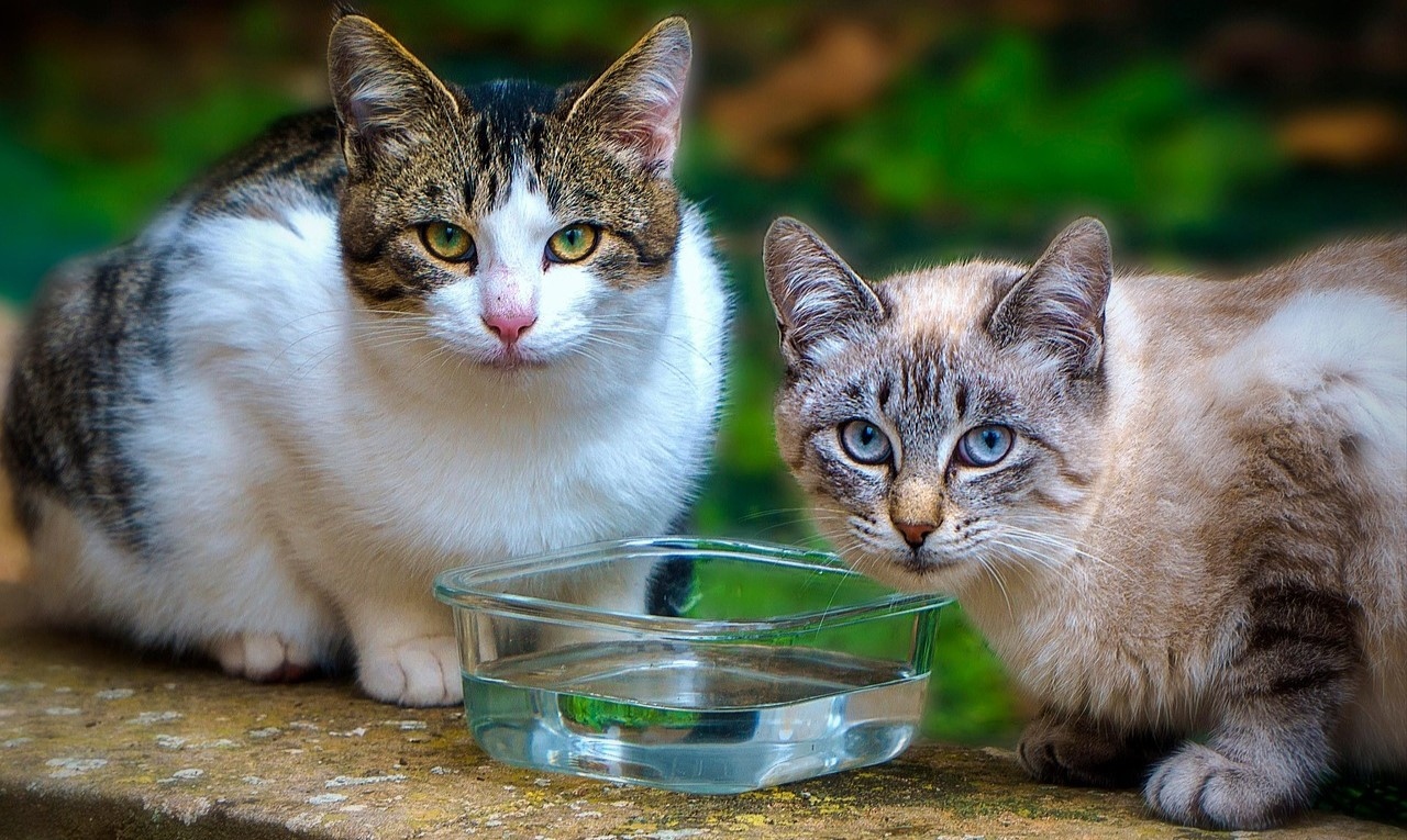 Due gatti guardano verso l'autore della fotografia, smettendo temporaneamente di bere da una ciotola piena d'acqua. Foto da pixabay.com