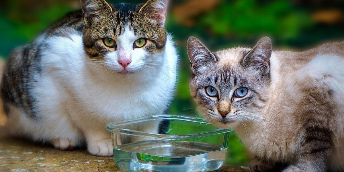 Due gatti guardano verso l'autore della fotografia, smettendo temporaneamente di bere da una ciotola piena d'acqua. Foto da pixabay.com