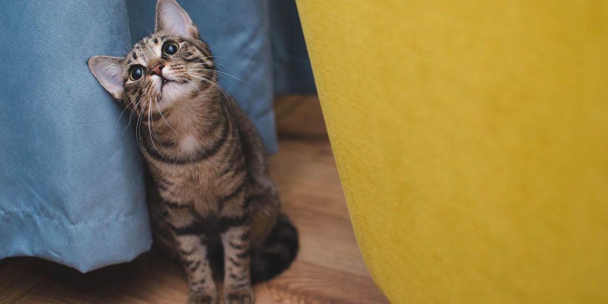 daga roszkowska, cat, gatto, gatti, animali, felini, quattro zampe, pixabay