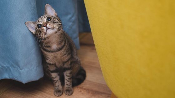 daga roszkowska, cat, gatto, gatti, animali, felini, quattro zampe, pixabay