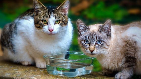 Due gatti guardano verso l'autore della fotografia, smettendo temporaneamente di bere da una ciotola piena d'acqua. Foto da pixabay.com